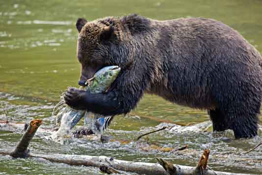 Grizzly bear eating chum salmon in river. Image by Pat and Rosemarie Keough